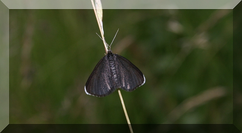 diverse farfalle da determinare